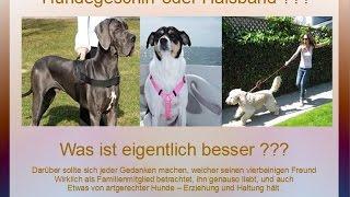 Hundegeschirr oder Halsband was ist richtig