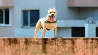 TreT in Moscow (Parkour Dog From Ukraine in Russia`)