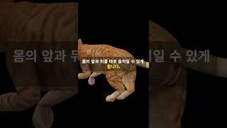  고양이는 왜 떨어져도 꼭 네 발로 착지할까요? 무슨 초능력이라도 있는 거예요?  #고양이 #과학한입