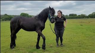 Groundwork exercises - for young horses.