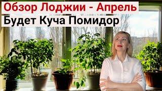 Делаю Обзор Своего Огорода на Лоджии. Выращиваю Разные Сорта Помидор и Перец. Огород на Окне 2023