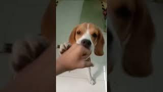 TITTO AGGRESSIVENESS TEST #beagle #gnanatitto #roadto200