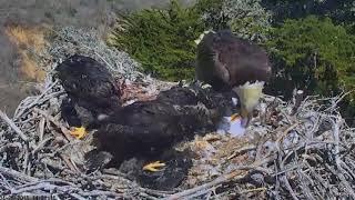 Sauces Eagle Cam - Eat Defeather Gull Alive. WARNING: GRAPHIC