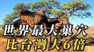 全世界最奇特的10種動物巢穴！人類建築不值壹提，第壹名堪比4000個金字塔，面積是台灣的6倍！#科普 #野生动物 #animals #動物世界 #动物 #動物