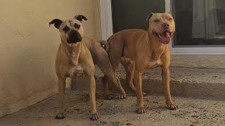 APBT Pit Bull Super Dog Breeding in San Fran Frisco Bay Area! MayDay Machobuck Athletes :)