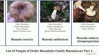 List of Fungus of Order Russulales Family Russulaceae Part 4. subsect minor solaris swamp nana