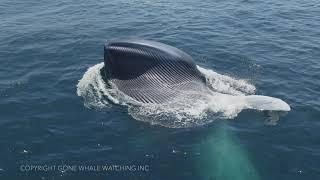 Lunge Feeding Blue Whales: Rare Drone Footage of this Spectacular Behavior!