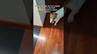 #shorts #funny #cute #dog #viralvideo #viralshorts #shortvideo #home #life #status #beautiful #live