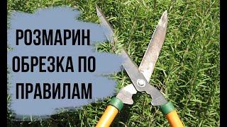 Как обрезать РОЗМАРИН  ВЕСНОЙ / Акебия ШОКОЛАДНАЯ ЛИАНА готовится цвести / Игорь Билевич