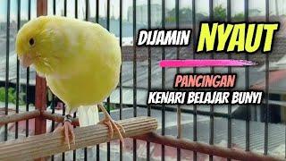 Pancingan Kenari Belajar Bunyi || Bikin Kenari Ikut Ngeriwik & Gacor