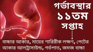 গর্ভাবস্থার এগারতম সপ্তাহ। 11 weeks of pregnancy. pregnancy week by week during pregnancy in bangla