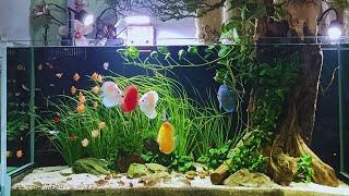 Discus Fish Tank Setup - Keep the Perfect Discus Aquarium Step By Step