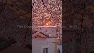 the beauty of cherry blossom #cherryblossomchannel #beauty#popular #viral