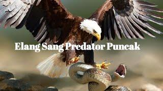 Elang Sang Predator Puncak | Animals TV