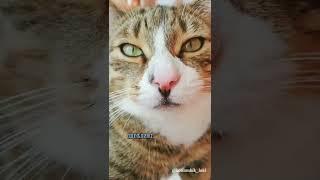 ТАЙНА КОТЯМБИКА ЛОКИ #коты #котики #shorts