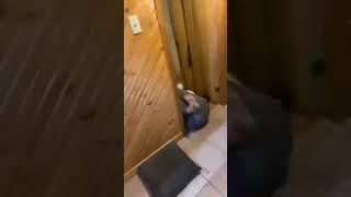 YouTube short funny video..new way to open a door