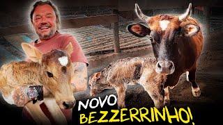 BEZERRINHO! UM NOVO FILHOTE NASCEU NA FAZENDINHA! | A CASA DOS BICHOS