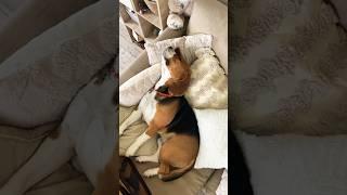 Весь день спит #хорошовдеревнежить #beagle #бигльфарадэй #бигль