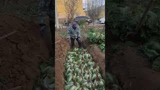 Farmers use traditional techniques to preserve winter Chinese cabbage