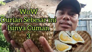 Durian yang Paling Enak Isinya Hanya 3, Padat Tebal dengan Biji tipis. Super Sekali & MANTAF.