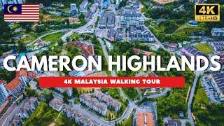 Cameron Highlands , MALAYSIA  4K Walking Tour Day and Night Tanah Rata & Brinchang [ 金马伦高原 马来西亚 ]