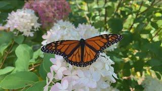 Eastern monarch butterfly population has dramatically declined over past two decades