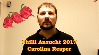 Chilli Anzucht 2017: Carolina Reaper :: Schärfste Chili der Welt