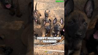 dog training belgian malinois #dog #malinois #k9 #germanshepherd #dogtraining #puppy