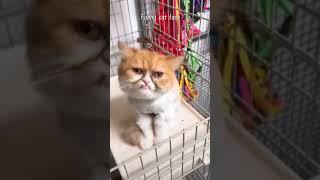 #cat #funny #happycats #catmemes #music #memes #trending #trendingshorts #new #reels