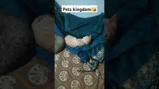 Find The Dog...? My Pets Kingdom #petadventures #pets