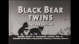 Black Bear Twins High Definition 16mm Educational Short Film