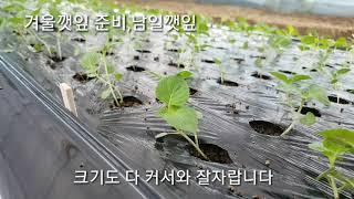 겨울 깻잎 준비,금산깻잎,남일깻잎