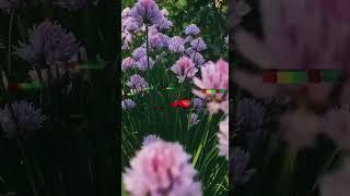 Заговор от вредителей сада и огорода. #shorts #magic #garden #магия #заговор #огород #сад