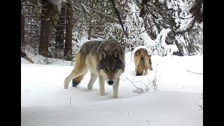 Annual wolf report 2021 presentation