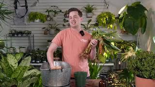 How to Save an overwatered Houseplant