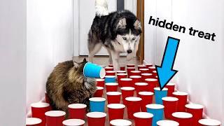 Neuer IQ-TEST für Hunde und Katzen! Verstehen Huskies, wo sie nach Leckerlis suchen müssen?