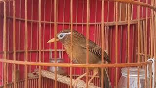 Họa mi già rừng hót giọng rừng Hay Nhất