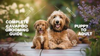 Essential Cavapoo Grooming Tips For Optimal Health And Happiness!