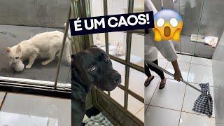 NOSSA ROTINA CUIDANDO DE 4 GATOS FILHOTES E A MÃE GATA 