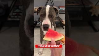 Dog Loves Watermelon Fruit Cronch #cutedog #dogshorts #doglover #pitbull #doglovers #fruits #fruit