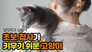 키우기 쉬운 고양이 종류 | Easy Cat Types to Raise | 냥이생각