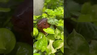 sid sriram ‍️#shorts #nature