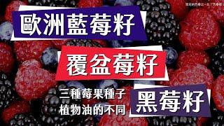 油什麼好用？功能強大的三種莓果種子油該怎麼挑？歐洲藍莓籽（山桑子）、覆盆苺籽、黑莓籽油三大護膚尖兵，差別一次說給你聽｜雪莉的芳療比一比｜芳療家