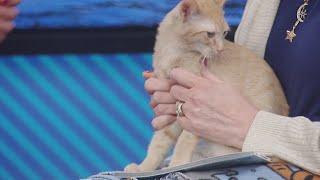 Pet of the Week - Cat Stevens | Sept. 9, 2024