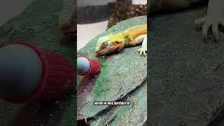 My Bearded Dragon Is Dying!! (Part 44) #shorts