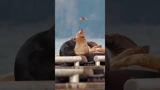 Sea lion on a dock sneezing #nature #wildlife #sealion #sneeze #dock #beautiful #sea HA98892