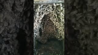 honey bees  #shorts #viral