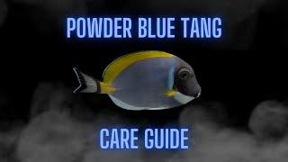 Powder Blue Tang (FULL Care Guide)