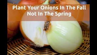 Plant Your Onions In The Fall, Not In The Spring