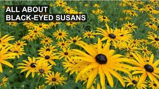 All About Black-Eyed Susan 